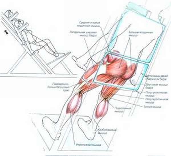 Гакк-приседания - схема нагрузки на разные группы мышц